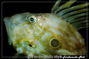 A very curios fish (Zeus faber). by Ferdinando Meli 
